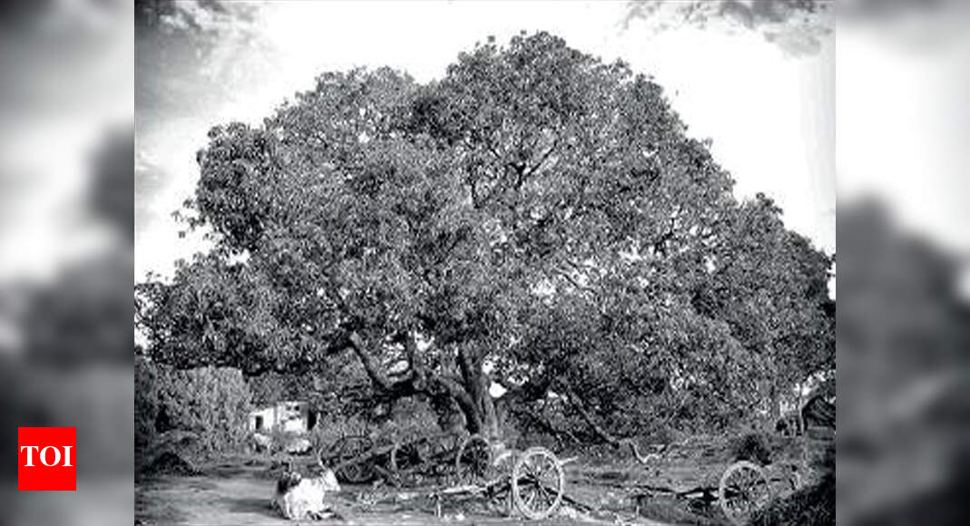 Tree-human connect comes alive in his frames | Chennai News - Times of ...