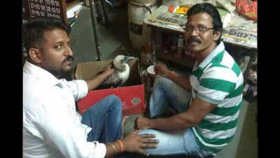 Navi Mumbai: Masked booby seabird rescued in Uran
