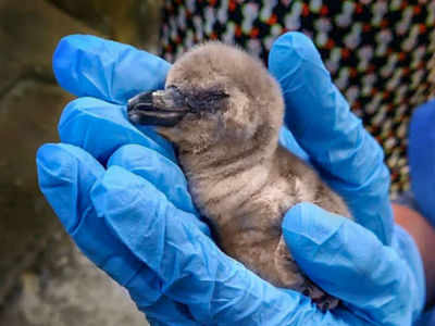 Mumbai gets Flipper Jr as penguin egg hatches in zoo