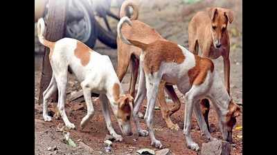 Drive to shield over 80 dogs from rabies