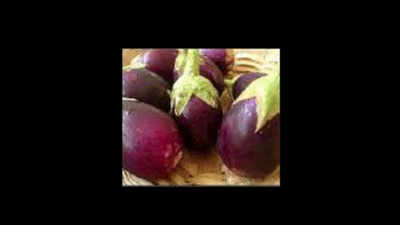 Four new wilt-resistant brinjal varieties to be launched soon