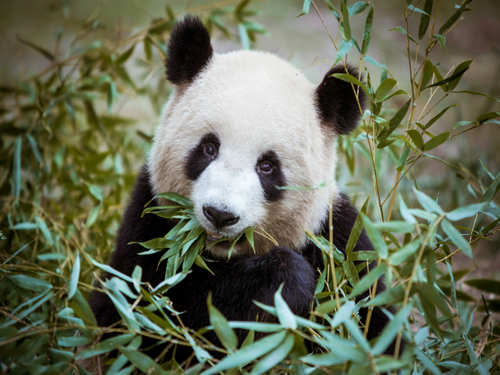 Want to meet a panda? Here's where you can find them besides China