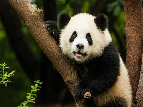 Want to meet a panda? Here's where you can find them besides China