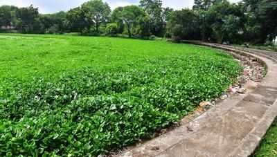 NMC to get Rs 1.30cr weed cleaning boat