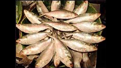 AI pilot’s ‘fishy’ parcel delays take-off from Dhaka, turns out to be 2.5kg hilsa