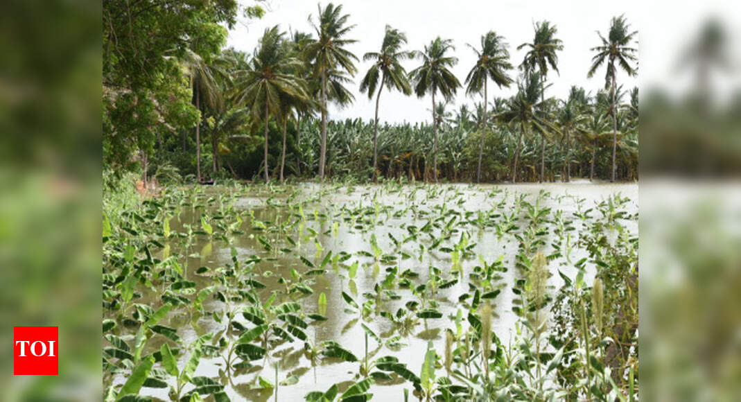 Crops Submerged In Karur: 190 acres of crops submerged in Karur, Trichy ...