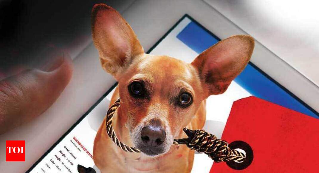 Stop buying pets on the It’s not just cruel but also illegal