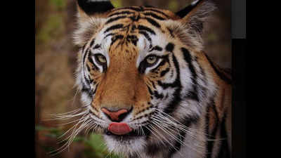 Madhya Pradesh tigress released in Odisa's Satkoshia