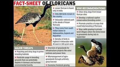 ‘Implement WII suggestions to save endangered lesser florican’
