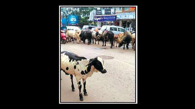 After mishap, man campaigns to make roads cattle-free