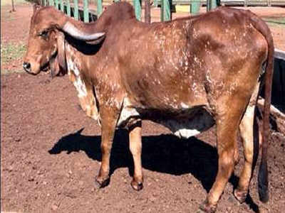 Brazil farm nurtures its last Gir cow with love | Vadodara News - Times ...