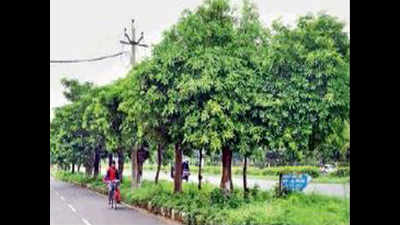 Experts to check health status of Panchkula trees soon