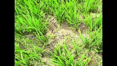 Scanty rain in 36 blocks hits paddy cultivation in state