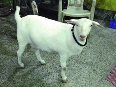 Eid Al Adha Chinese goat who loves cold drinks is the biggest