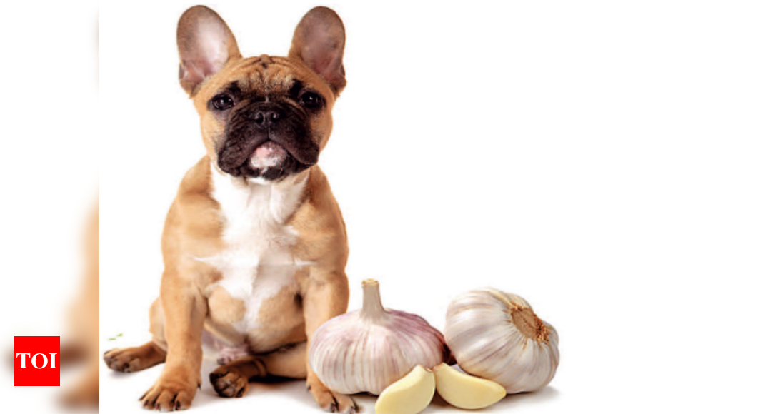 Is raw garlic bad for clearance dogs