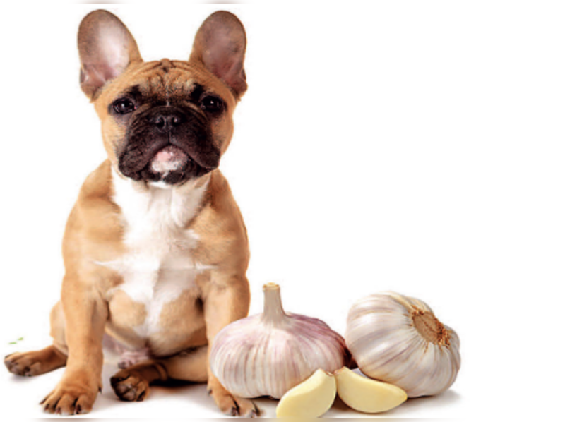 Is garlic good/bad for dogs? Times of India