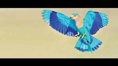 Indian Roller flies past Kingfisher, elected ‘Bird of Wardha’