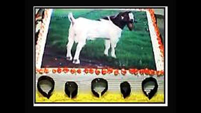 RSS affiliate cuts cakes with goat’s image, draws flak