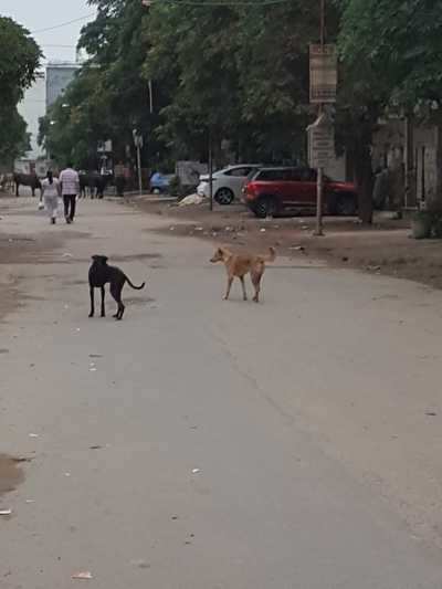 Stray dog menace in Rohini