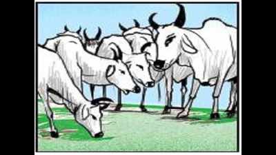 Government to launch ‘Beti Banao’... for cows