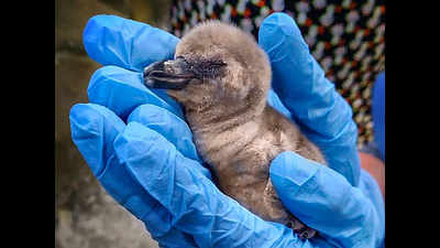 Week-old penguin chick died of 'birth anomalies' 2 days ago