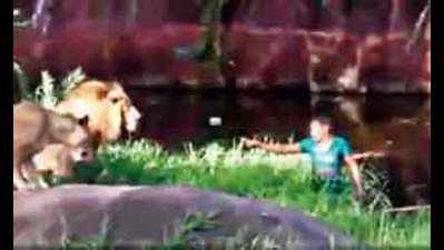 A 2016 video of drunk man jumping into lion’s enclosure goes viral again; zoo authorities say, ‘stop sharing’