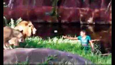 A 2016 video of drunk man jumping into lion's enclosure goes viral ...