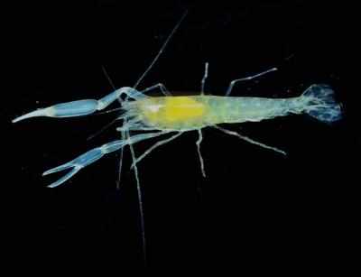 Unique shrimp genus discovered
