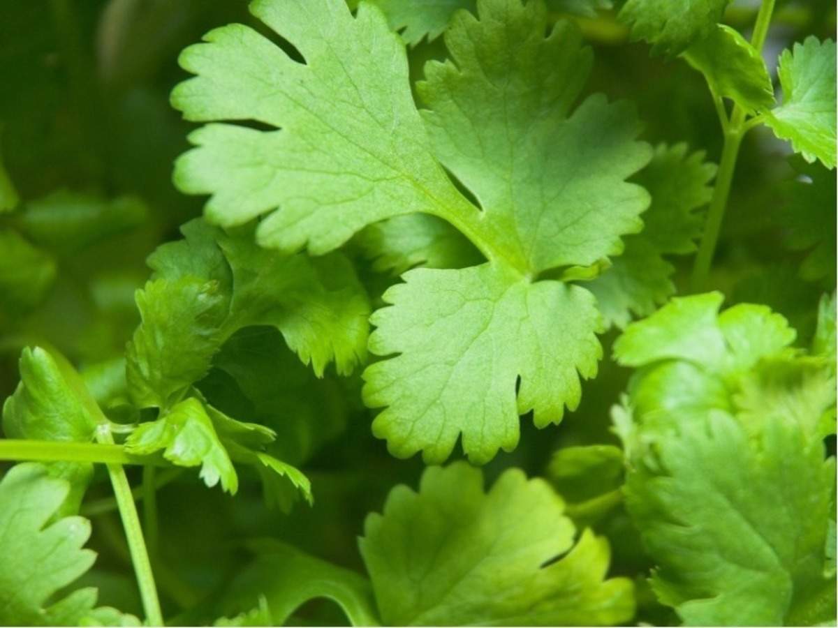 Add these herbs to your diet for a healthy lifestyle :::Misskyra