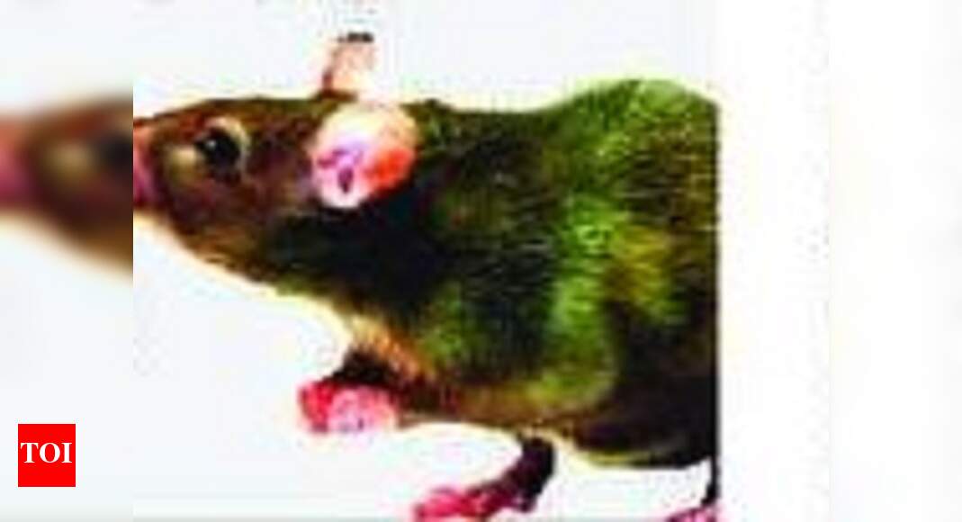 Leptospirosis cases double after floods Kochi News Times of India