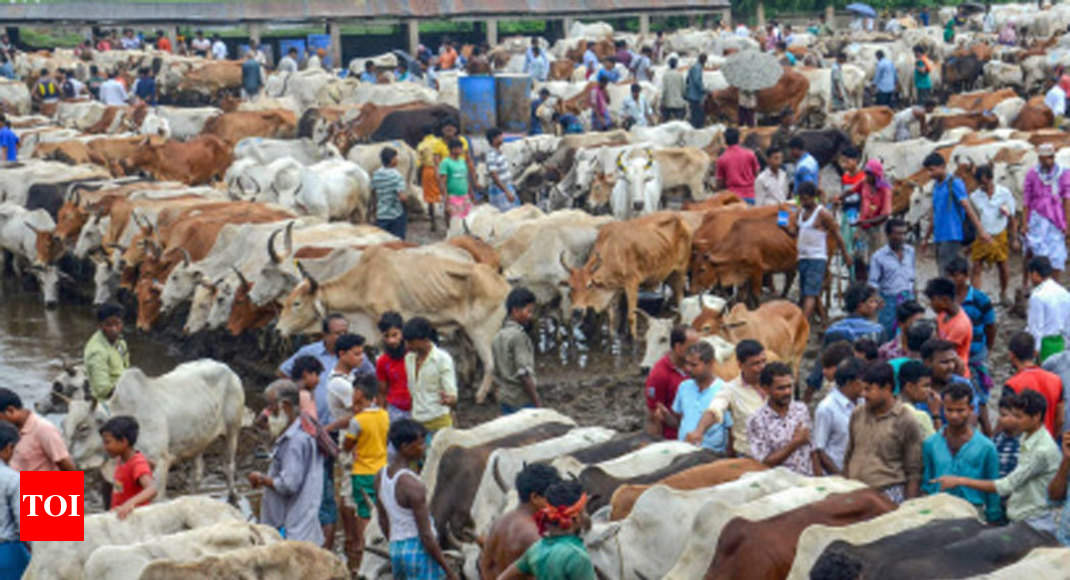 India's cows can save the earth by trying a new diet India News Times of India