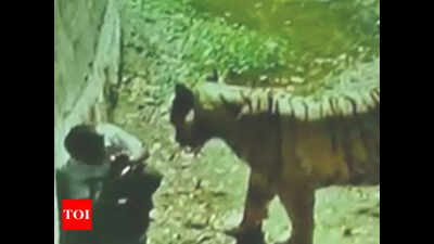 Human-sized cages in corner of tiger enclosures to save you in case of fall