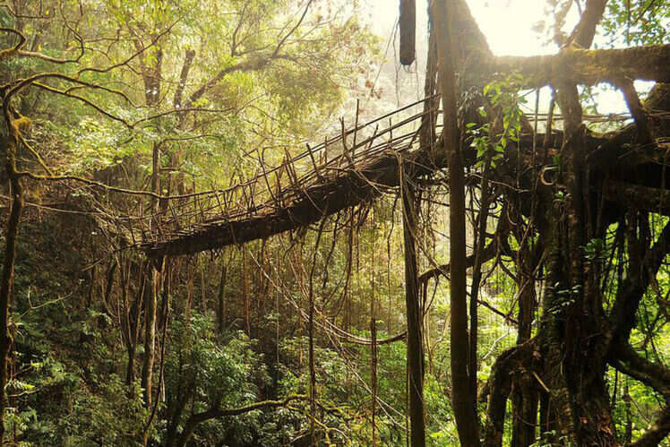 Living Root Bridges, Meghalaya