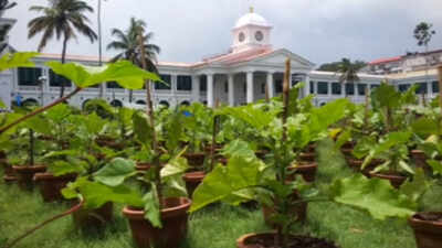 Vegetable harvest at Government Secretariat