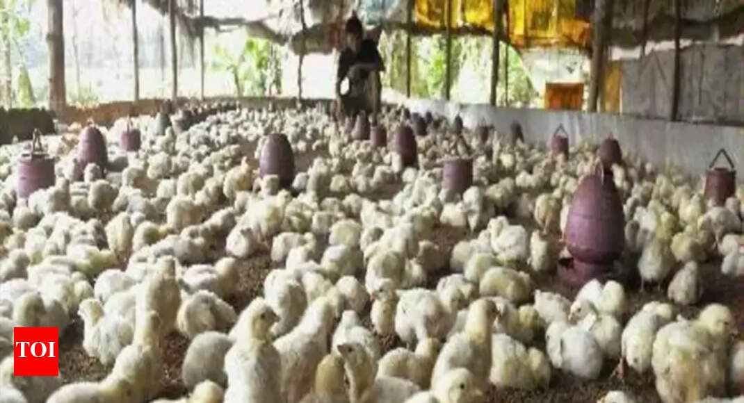 poultry farming ‘Poultry farming most lucrative in agriculture in