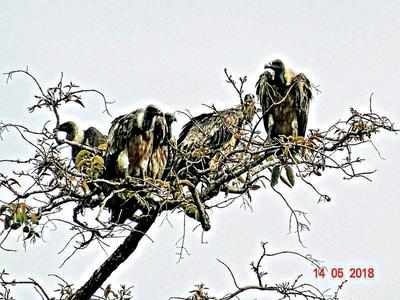 With better monitoring, vulture no. rises in Gadchiroli
