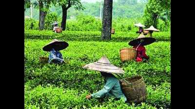 Tea workers stage stir demanding wage hike