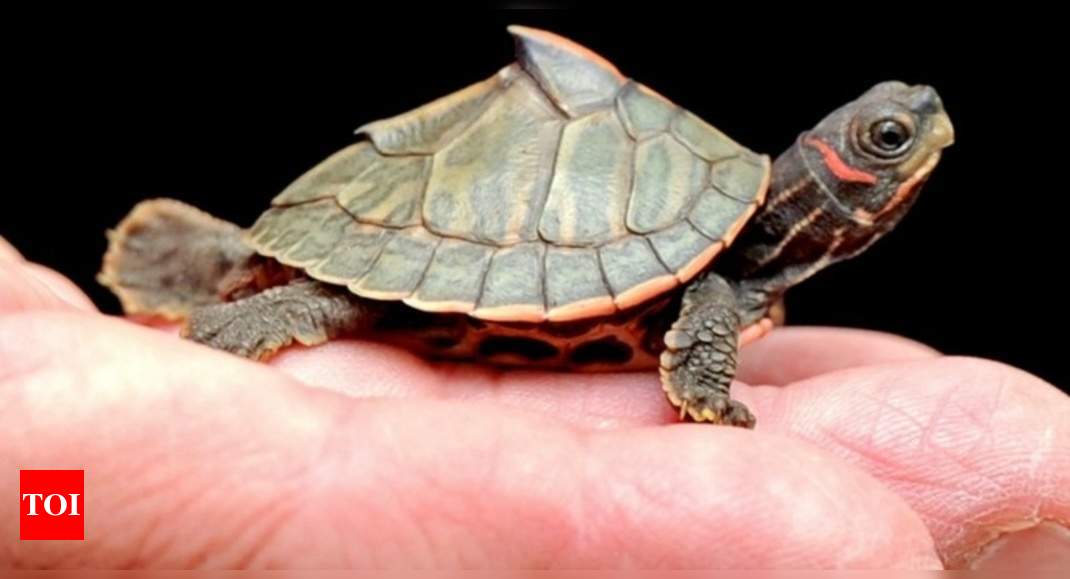 43 Assam Roofed Turtles Seized In Chennai 