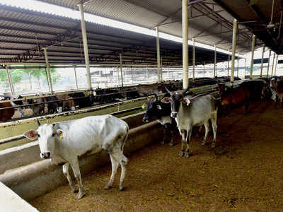 In competitive cow politics, Congress vows to set up gaushalas in MP