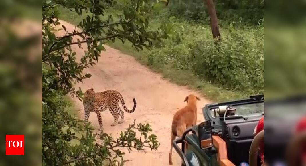 WATCH: Stray dog scares away leopard in Rajasthan forest | Jaipur News