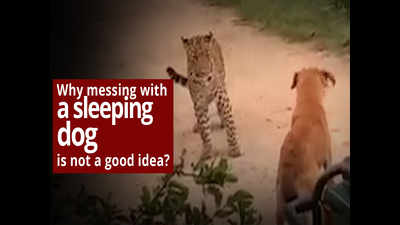 Why messing with a sleeping dog is not a good idea?