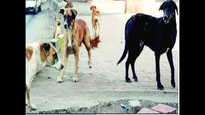 Stray dogs unleash a reign of terror among residents of Kalas-Dhanori
