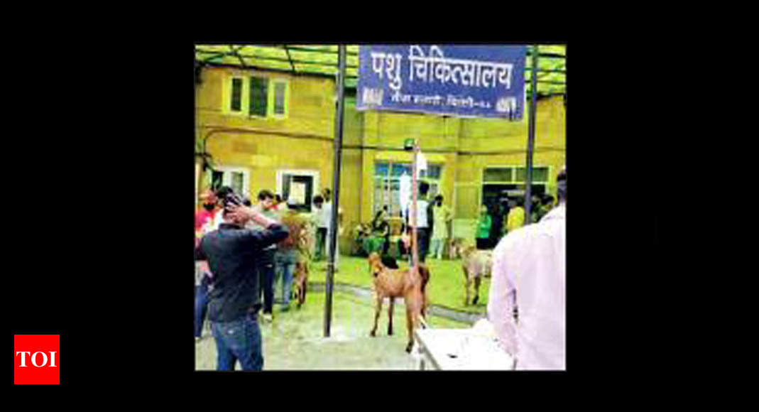 Govt's veterinary hospital now on round-the-clock duty | Delhi News - Times  of India