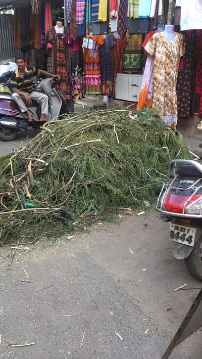 clearance of tree waste