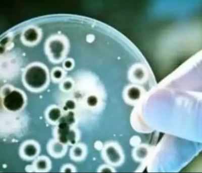 'Novel artificial cells can fight bacteria'