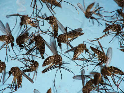 'Malaria, virus causing fever in west UP'