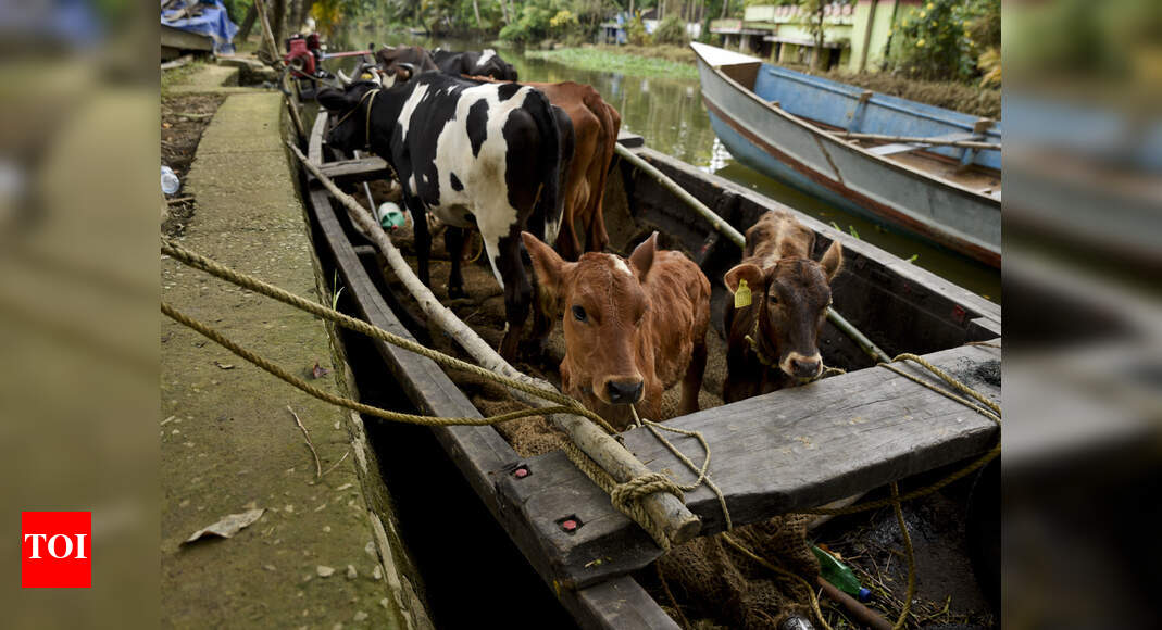 Alappuzha District Kerala floods Dairy farmers in Alappuzha badly hit