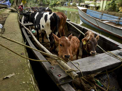 Kerala floods: Dairy farmers in Alappuzha badly hit, forced to sell cows |  Kochi News - Times of India