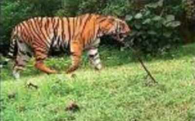 Mercy petition filed in Supreme Court to save tigress from being shot