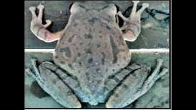 Flying frogs spotted in villagers’ homes in Karnataka's Kolar district